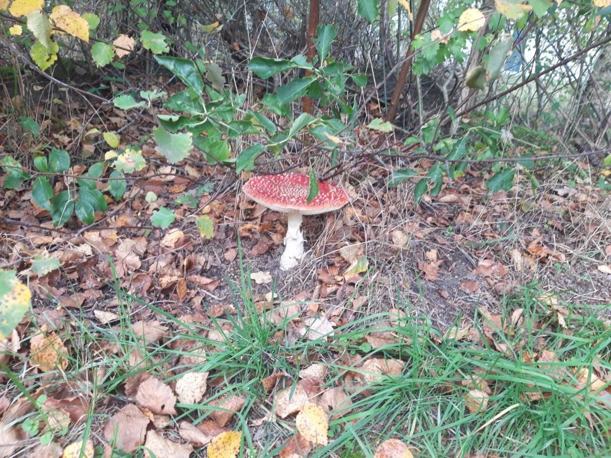 Mulder's Vakantiehuis, 341 Campsite Schoonloo